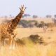South Africa Adventures by Disney
