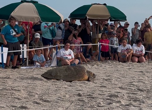turtle1