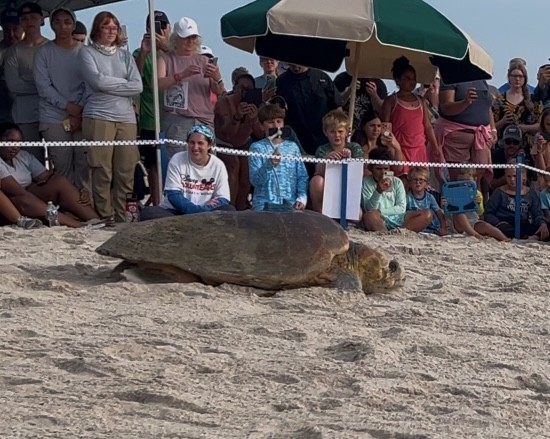 turtle2